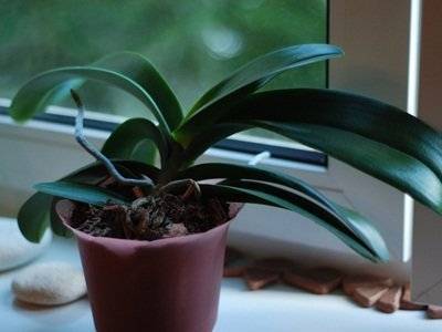 Орхидея отцвела: что делать с цветоносом и как ухаживать дальше за растением.