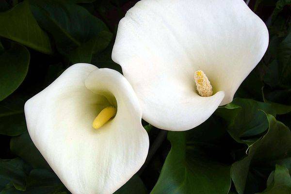 Калла — выращивание комнатного цветка и уход в домашних условиях ?