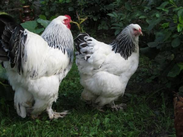 Распространенные и редкие породы кур