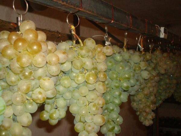 Как хранить зимой виноградные чубуки. как сохранить черенки винограда зимой до весны | дачная жизнь