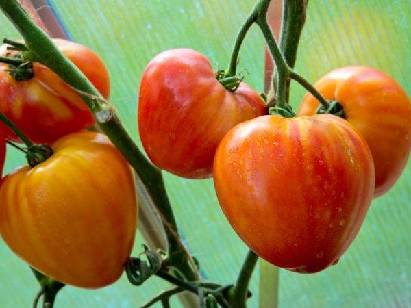 Марьина роща - капризный, но очень ранний сорт помидоров