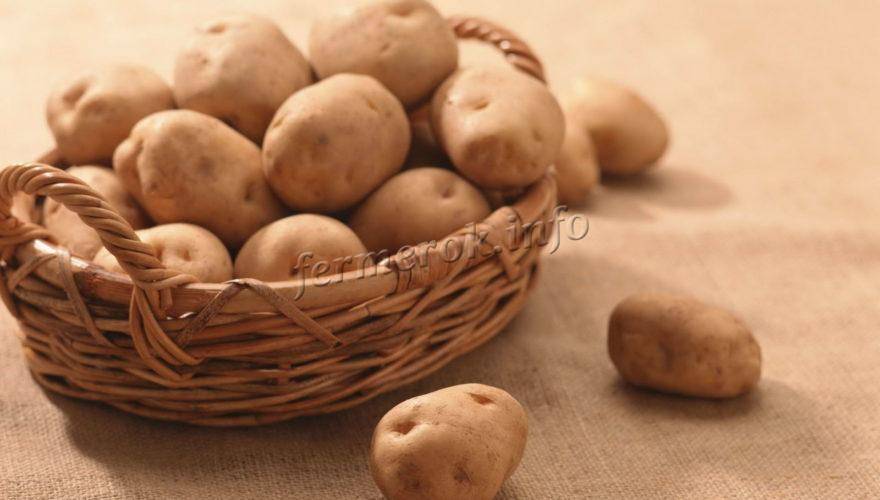 Картофель лапоть: описание сорта, фото, отзывы о вкусовых качествах и сроках созревания, характеристика и как выглядит белая башкирская, посадочная картошка