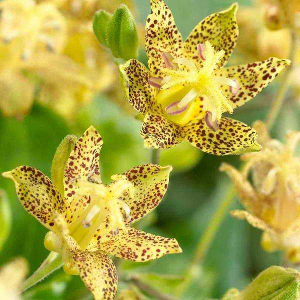 Трициртис: посадка и уход за "садовой орхидеей"