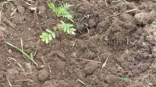 Посадка бархатцев в открытый грунт, как ухаживать за рассадой, выращивание из семян