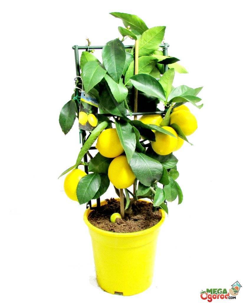 Как ухаживать за лимоном в домашних условиях, чтобы он плодоносил: советы пошагово