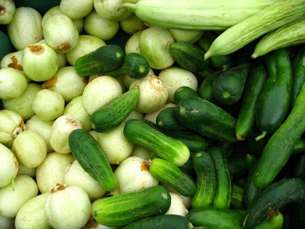 Лучшие сорта огурцов для открытого грунта: топ-20 самых урожайных и вкусных зеленцов