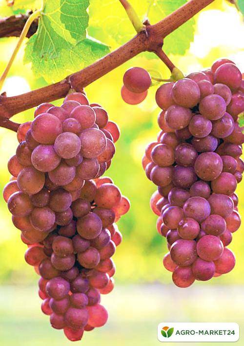 Сорт винограда лидия - сорта винограда, универсальные | описание, советы, отзывы, фото и видео