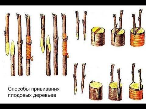 Прививка деревьев весной, способы прививки плодовых деревьев для начинающих - pocvetam.ru