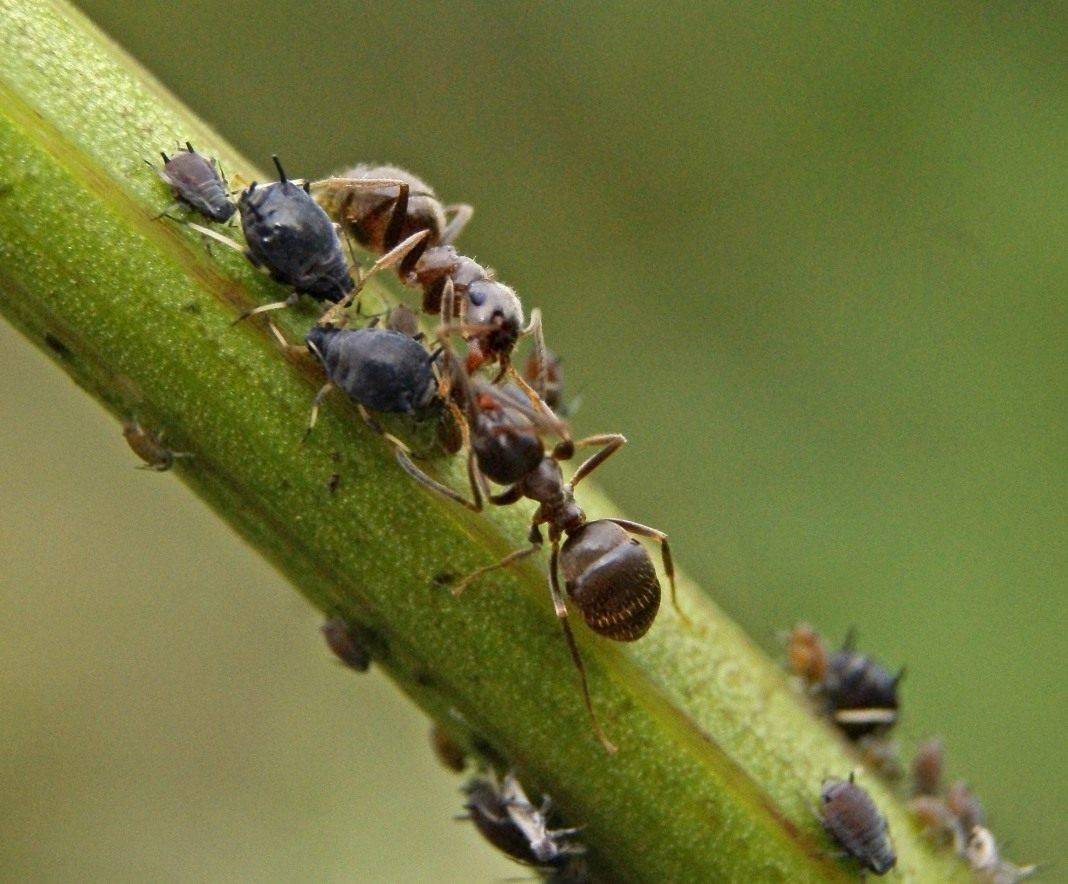 Как быстро вывести муравьев из теплицы: физические методы, химические средства и народные способы
