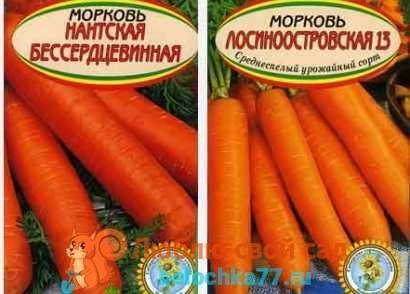 Топ-80 самых лучших сортов моркови на любой вкус и цвет