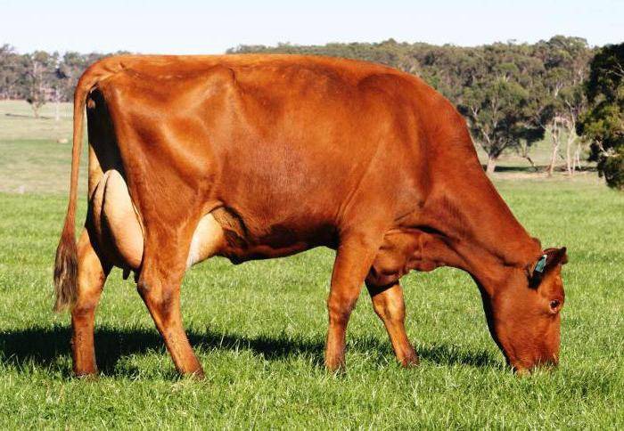 ᐉ красная степная порода коров характеристика – корова червона степова - zoomanji.ru