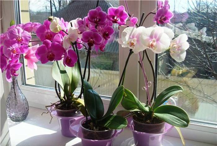 Виды орхидей: фото, названия, виды домашних орхидей