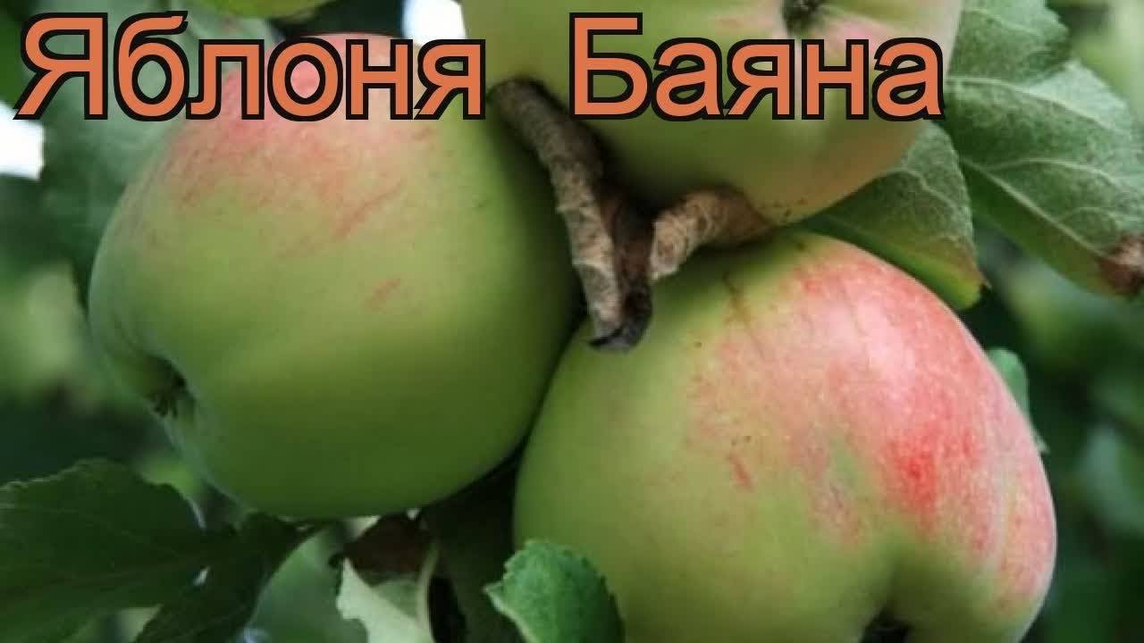 Баяна яблоня описание фото