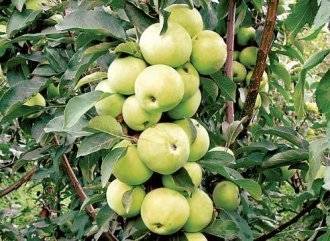 Лучшие сорта яблонь для ленинградской области