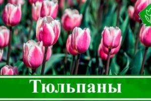 Почему не цветут тюльпаны: что делать, если у цветка одни листья