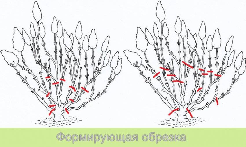 Как обрезать гортензию: схемы обрезки после цветения на зиму, формирование кроны