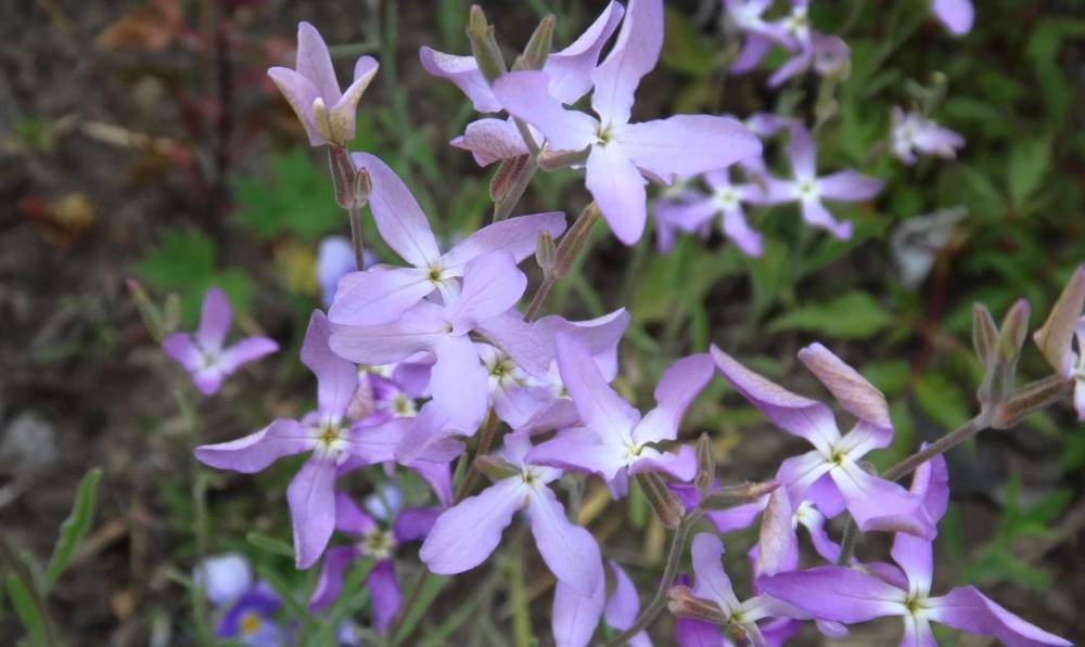 Орхидея белая цапля: фото и описание сорта, выращивание из семян