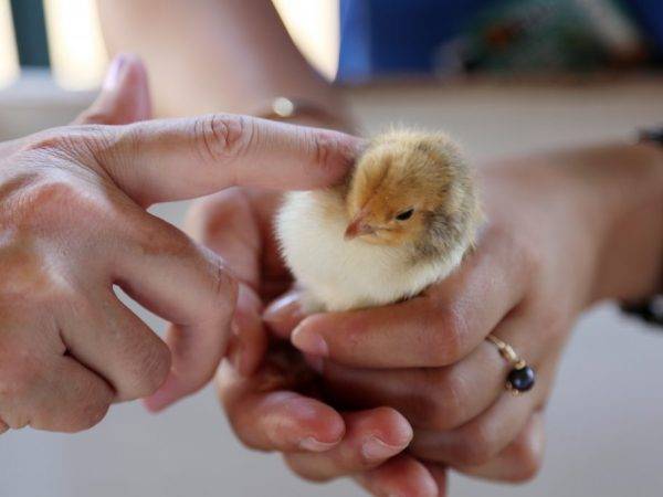 Температура для цыплят в первые дни жизни — рассказываем суть
