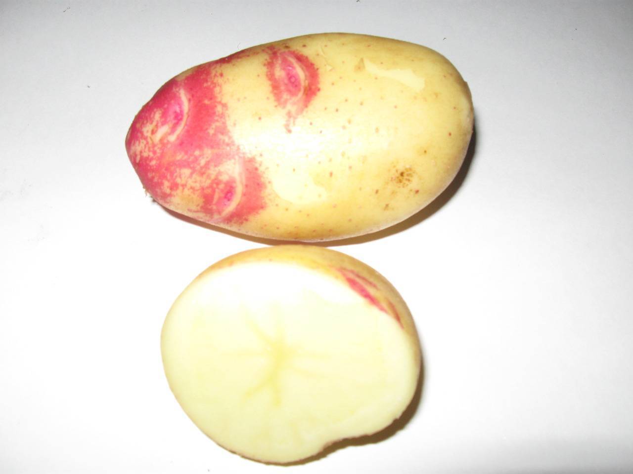 Описание сорта картофеля лапоть