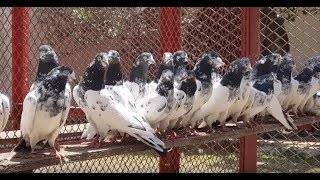 Описание породы пакистанские голуби: их фото и видео
описание породы пакистанские голуби: их фото и видео