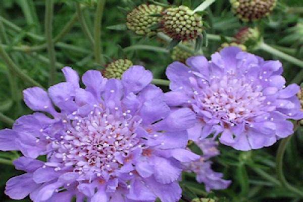 Цветок «скабиоза»: фото, выращивание из семян, посадка и уход