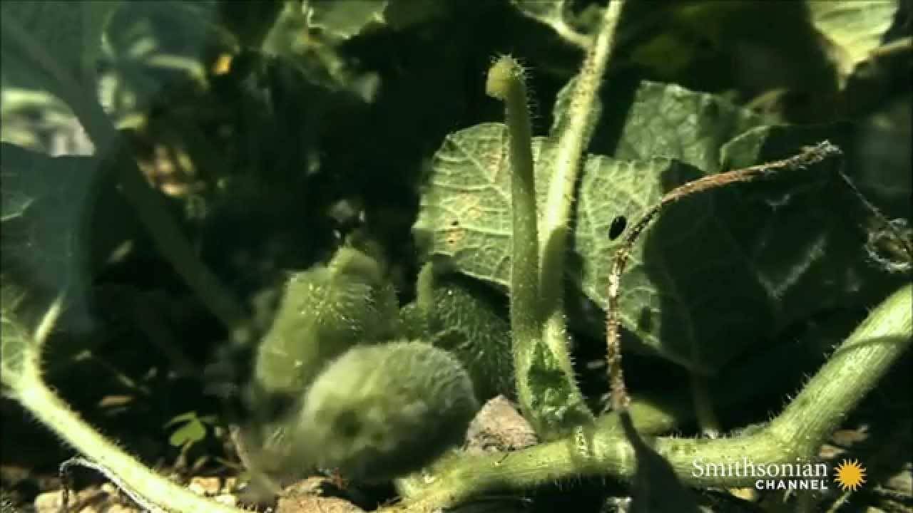 Бешеный огурец на дачной грядке: зачем и как выращивать момордику | огородники
