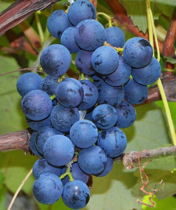 Виноград - рута: описание сорта, фото, отзывы