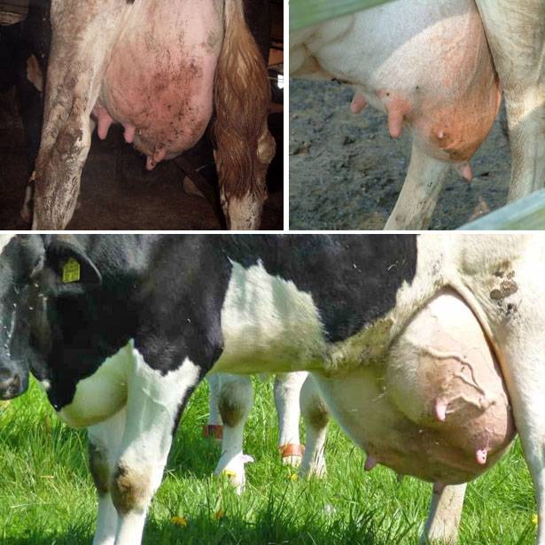 Возникновение шишек на теле коровы