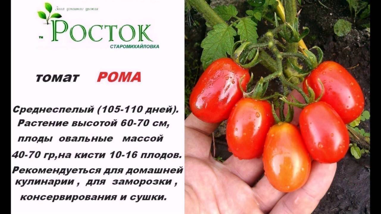 Описание и характеристика томатов «рома»