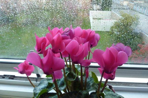 Садовая фиалка - описание и фото цветков, посадка и уход в саду, в открытом грунте, как пересаживать многолетнюю