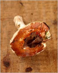 Какие можно есть грибы в лесу сырыми, список грибов