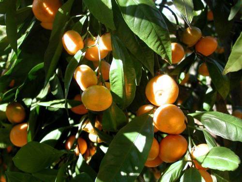 Мандарин (citrus reticulata). описание, виды и выращивание мандарина. лечебные и другие полезные свойства мандарина