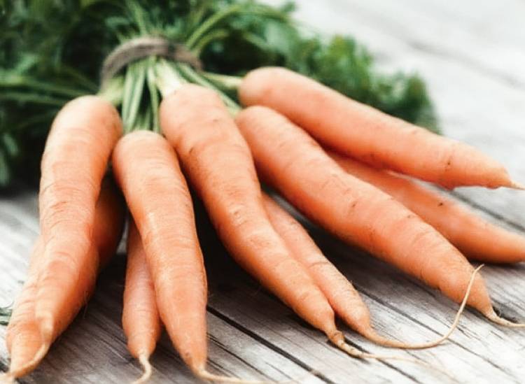 Посадка моркови под зиму преимущества сорта сроки посадки