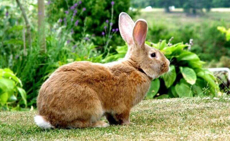 Кролики породы фландр: характеристика бельгийских великанов, особенности разведения и содержания