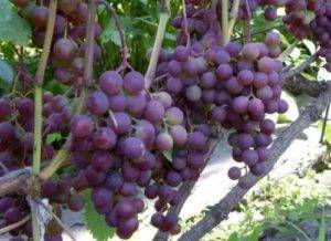 Виноград фиолетовый ранний: как вырастить с учётом сортовых особенностей