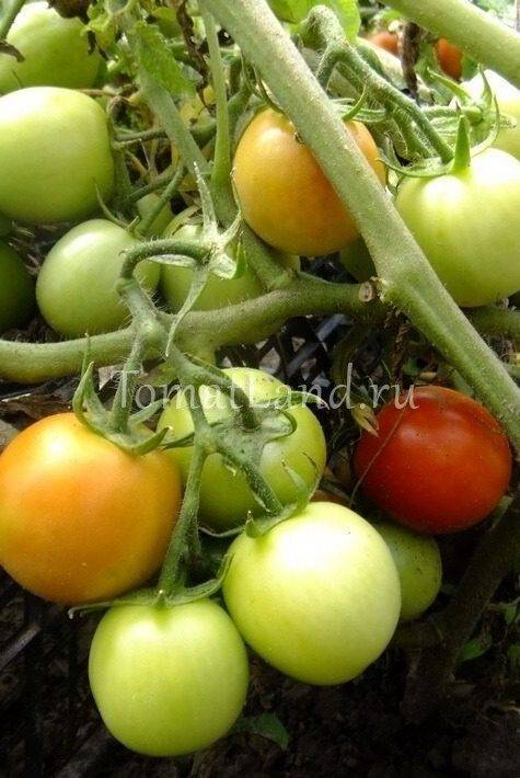Томат никола - описание сорта, урожайность, фото и отзывы садоводов - журнал "совхозик"