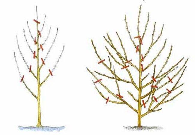 Как проводить обрезку плодовых деревьев: схемы и инструкция