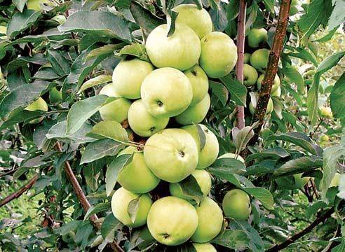 Как выбрать саженец яблони для посадки весной или осенью