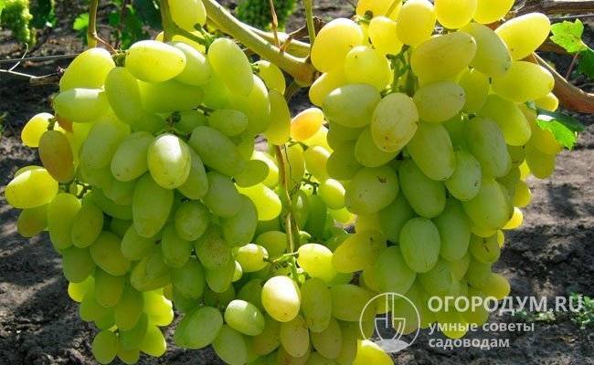 Виноград «аркадия»: описание сорта, фото и отзывы