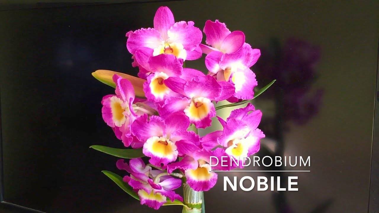 Орхидея дендробиум: описание, размножение и уход