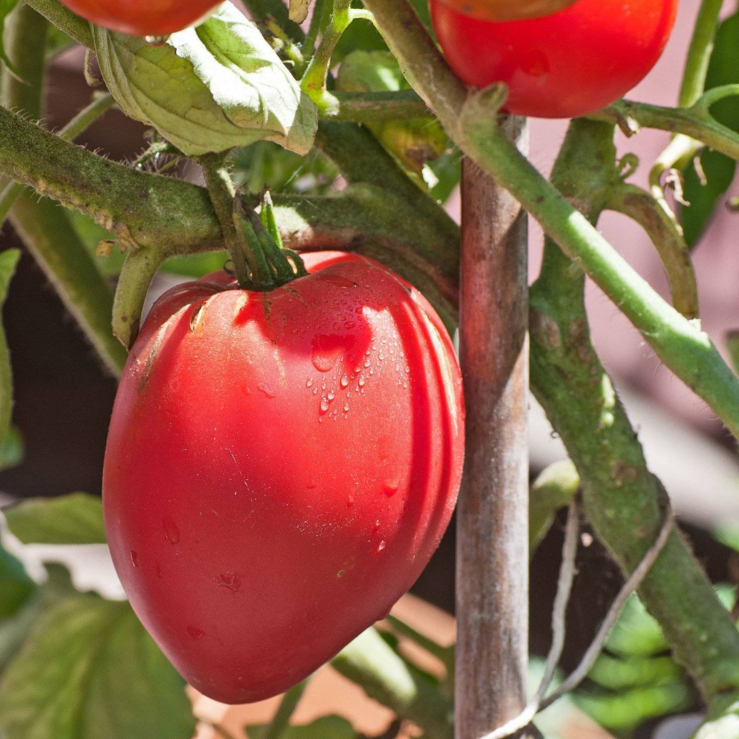 Томат розмарин f1: характеристика и описание сорта семян гавриш, видео и фото куста в высоту, отзывы об урожайности помидоров