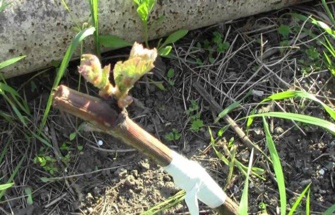 Обработка винограда железным купоросом, для чего и как правильно обрабатывать, в том числе дозировка препарата