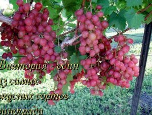 Особенности агротехники морозоустойчивого и урожайного винограда виктория