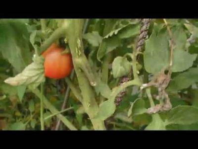 Почему чернеют помидоры (плоды, стебель, листья) и что делать
