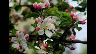 Весенний уход за яблоней