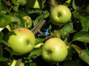 Выращивание яблони сорта антоновка