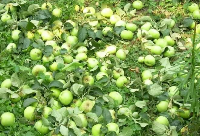 Описание сорта яблони славянка: фото яблок, важные характеристики, урожайность с дерева