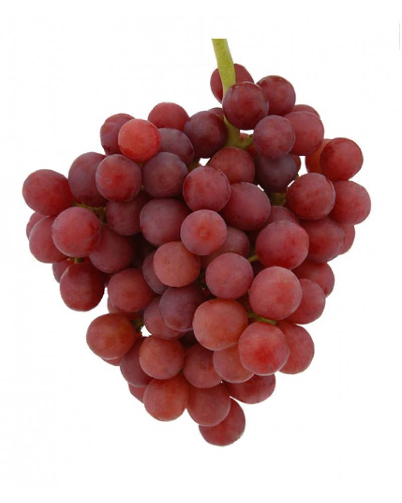 Сорт  винограда красный кишмиш