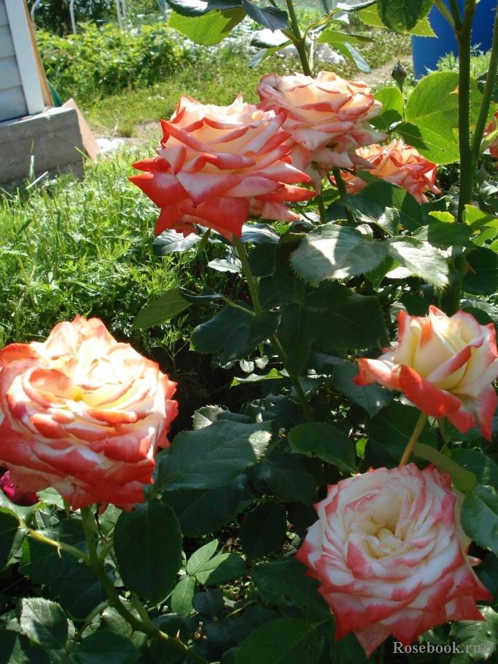 Роза императрица фарах: фото и описание цветка, использование в ландшафтном дизайне, а также рекомендации по размножению и уходудача эксперт