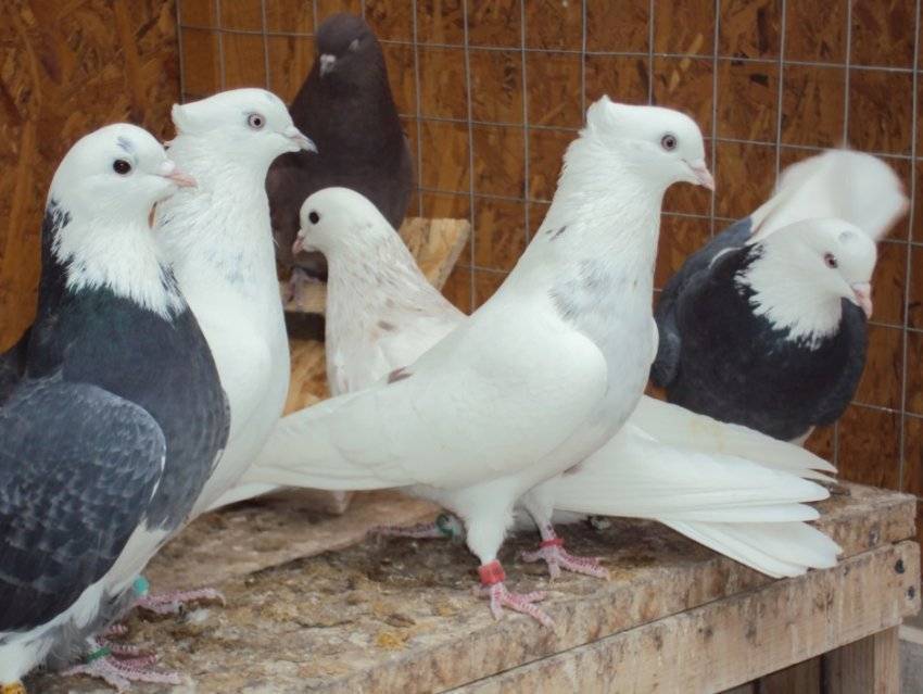 Иранские бойные голуби - энциклопедия владельца птицы